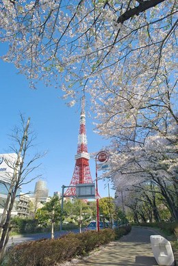 Cherry blossoms and Tokyo Tower