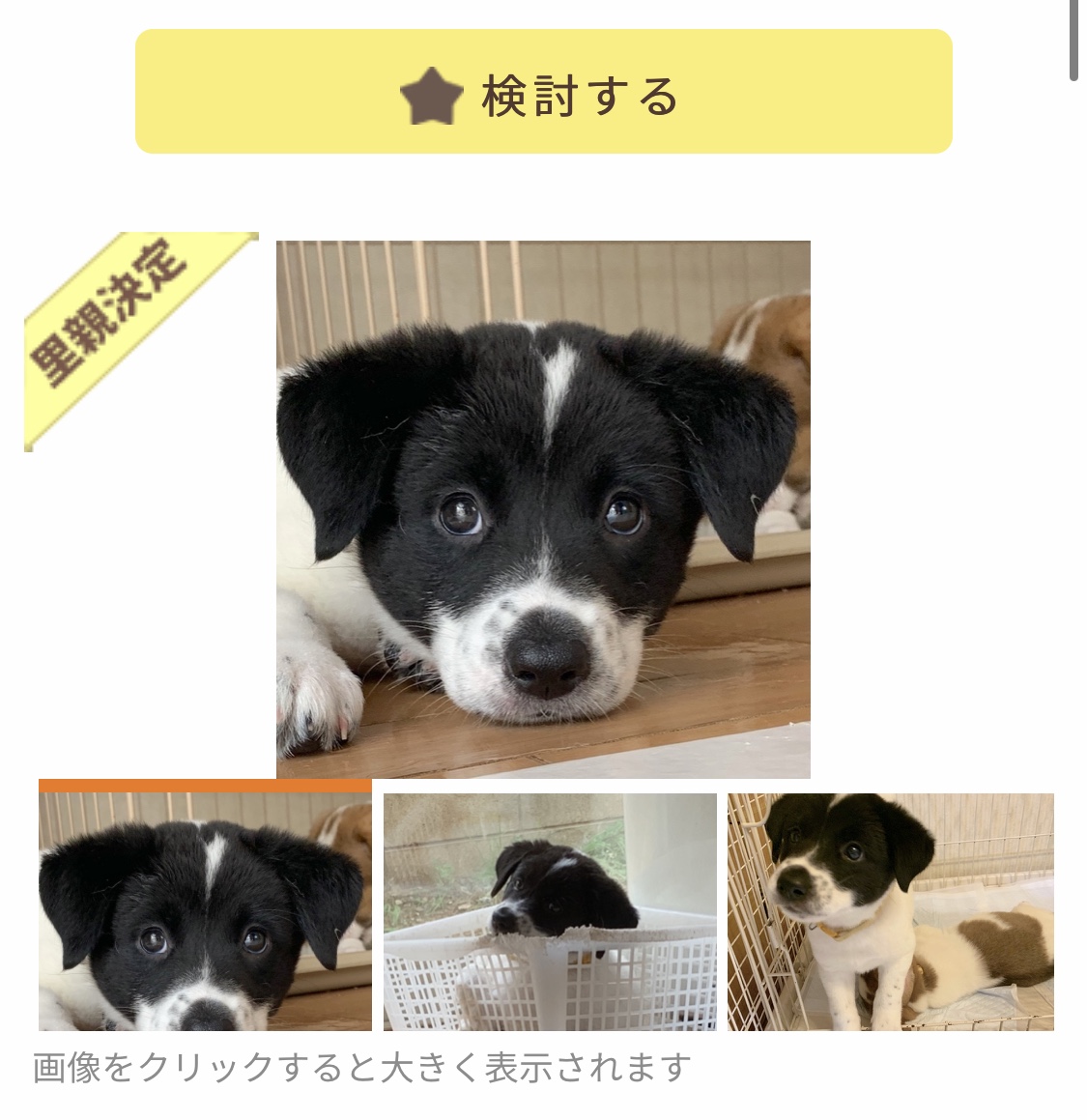 Adopting A Pet in Tokyo / How and Where Can I Find A Pet?! - Apts.jp